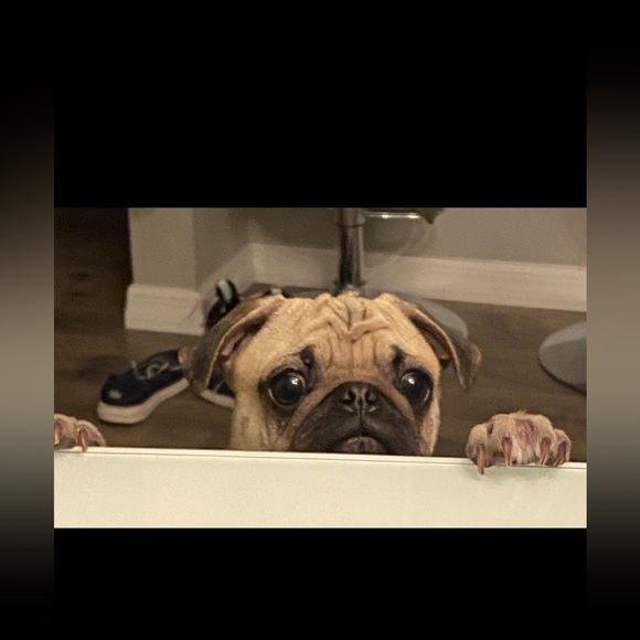 Meet your Posher, Jodi - Picture 5 of 16